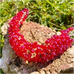 Luxury Red Crystal Headband
